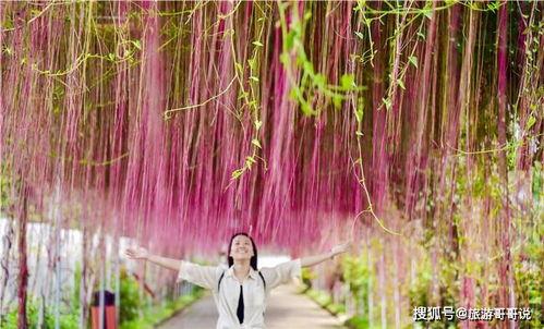 琼瑶一帘幽梦背景,琼瑶笔下的一帘幽梦